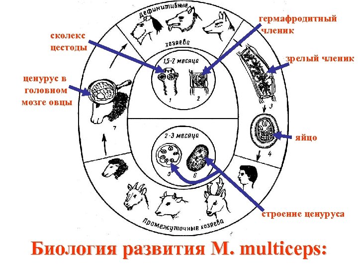 сколекс цестоды гермафродитный членик зрелый членик ценурус в головном мозге овцы яйцо строение ценуруса