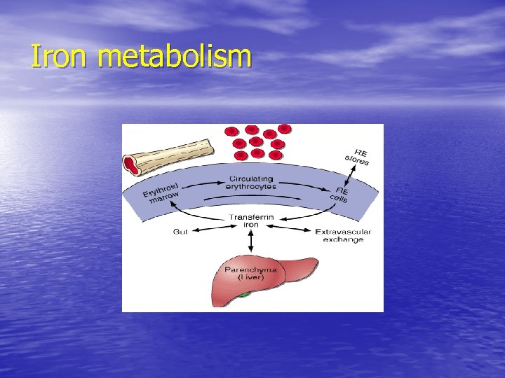 Iron metabolism 