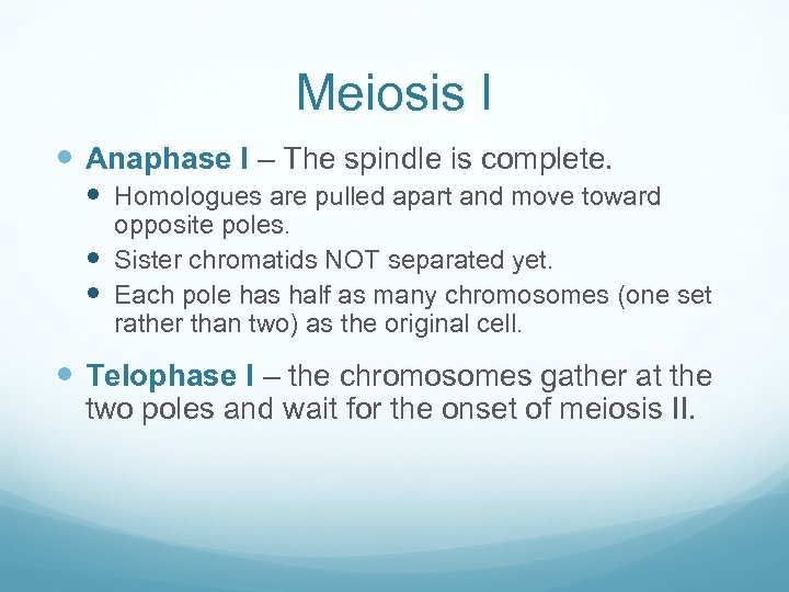 Meiosis I Anaphase I – The spindle is complete. Homologues are pulled apart and