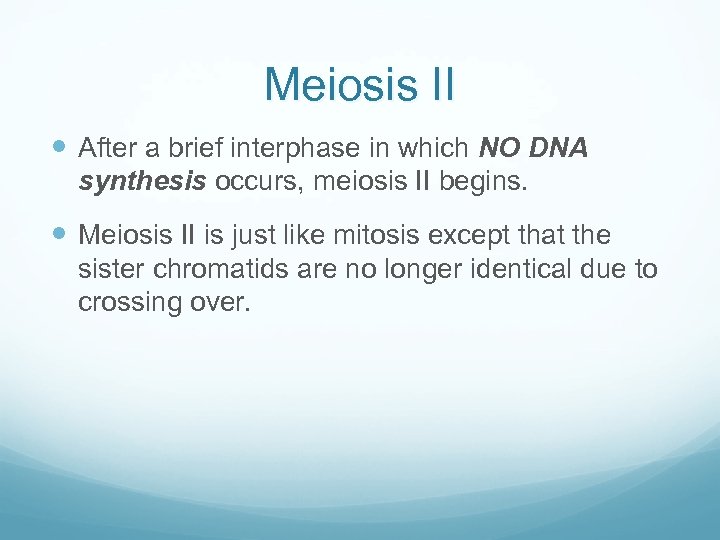 Meiosis II After a brief interphase in which NO DNA synthesis occurs, meiosis II