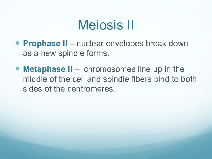Meiosis II Prophase II – nuclear envelopes break down as a new spindle forms.
