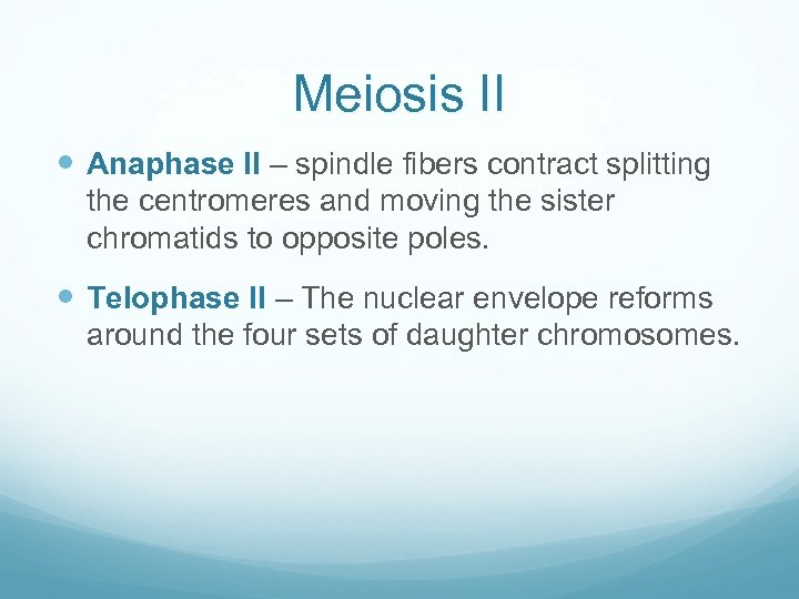 Meiosis II Anaphase II – spindle fibers contract splitting the centromeres and moving the