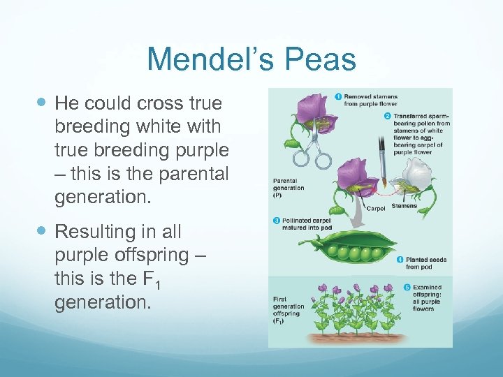 Mendel’s Peas He could cross true breeding white with true breeding purple – this