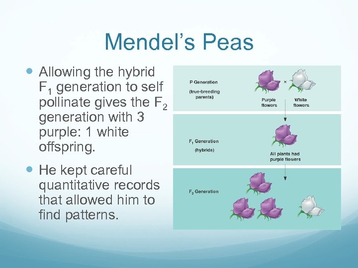 Mendel’s Peas Allowing the hybrid F 1 generation to self pollinate gives the F