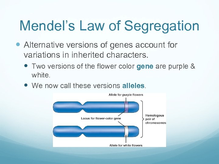 Mendel’s Law of Segregation Alternative versions of genes account for variations in inherited characters.