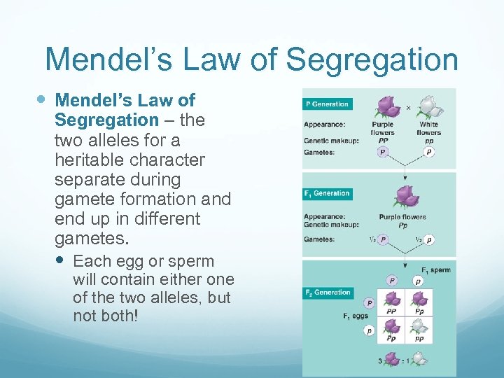 Mendel’s Law of Segregation – the two alleles for a heritable character separate during