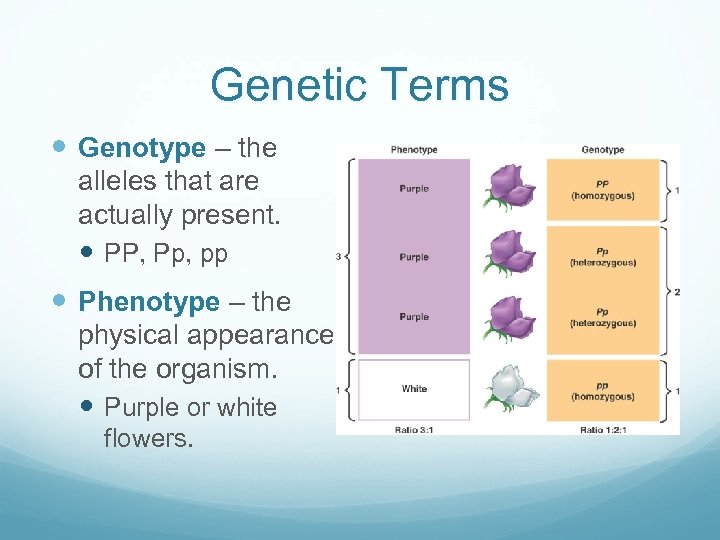 Genetic Terms Genotype – the alleles that are actually present. PP, Pp, pp Phenotype
