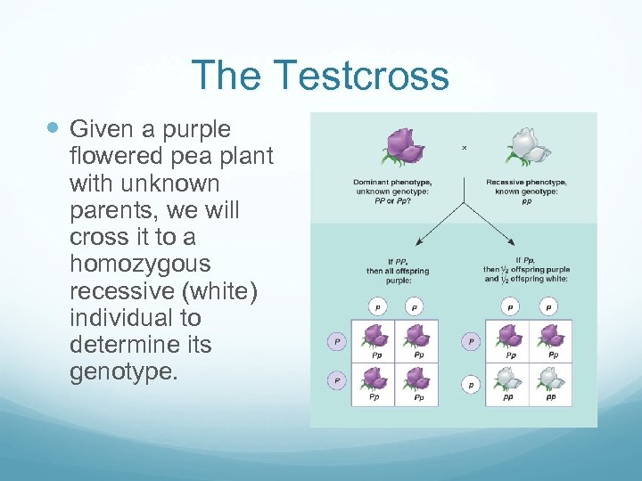 The Testcross Given a purple flowered pea plant with unknown parents, we will cross