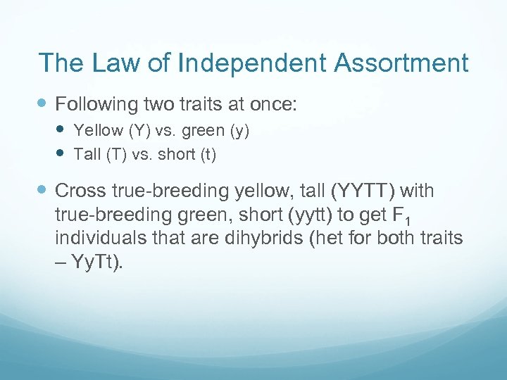 The Law of Independent Assortment Following two traits at once: Yellow (Y) vs. green