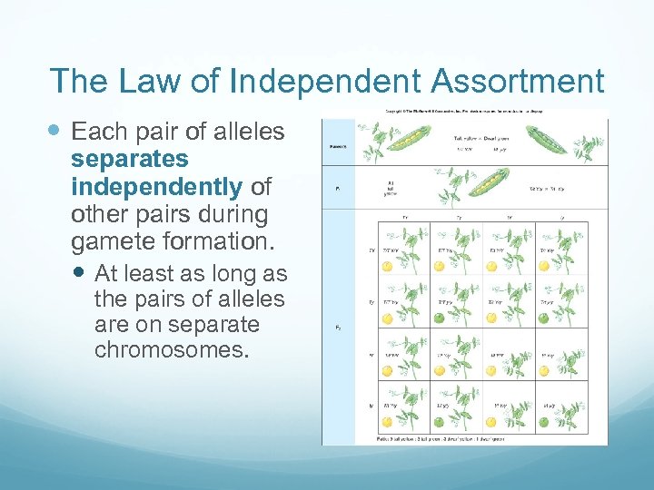 The Law of Independent Assortment Each pair of alleles separates independently of other pairs