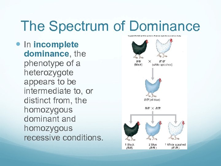 The Spectrum of Dominance In incomplete dominance, the phenotype of a heterozygote appears to