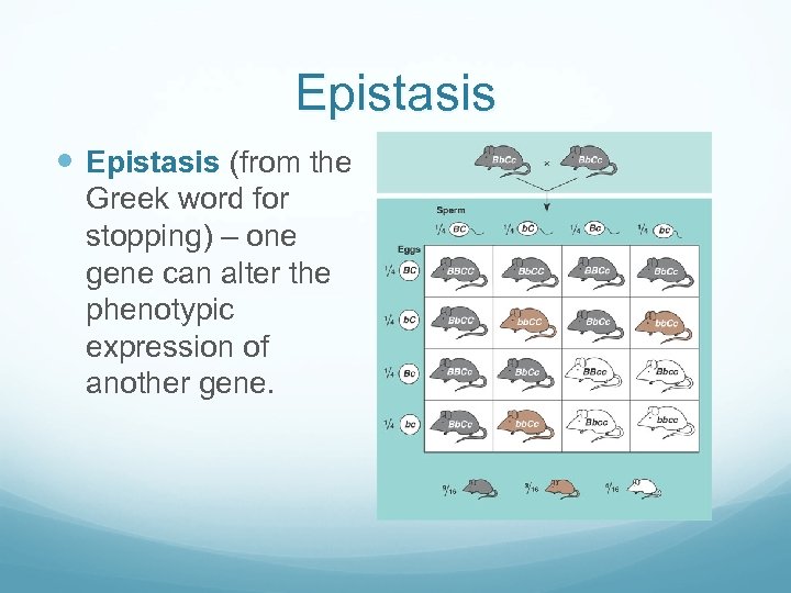 Epistasis (from the Greek word for stopping) – one gene can alter the phenotypic