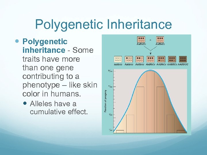 Polygenetic Inheritance Polygenetic inheritance - Some traits have more than one gene contributing to
