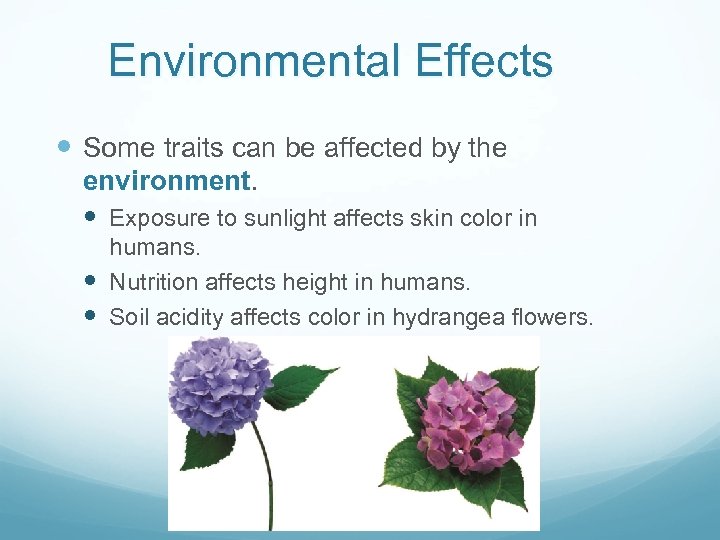 Environmental Effects Some traits can be affected by the environment. Exposure to sunlight affects