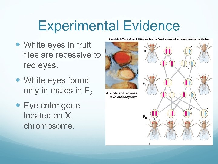 Experimental Evidence White eyes in fruit flies are recessive to red eyes. White eyes