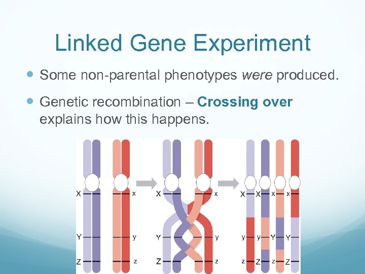 Linked Gene Experiment Some non-parental phenotypes were produced. Genetic recombination – Crossing over explains