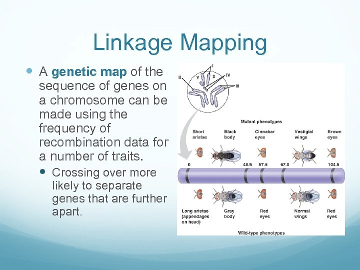 Linkage Mapping A genetic map of the sequence of genes on a chromosome can
