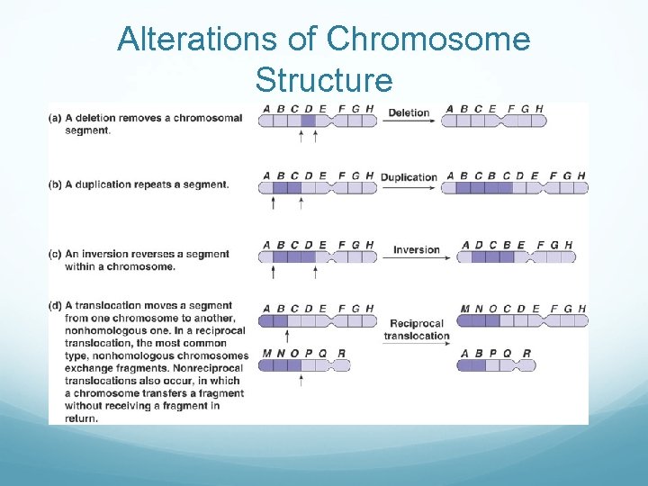 Alterations of Chromosome Structure 