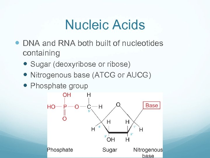 Nucleic Acids DNA and RNA both built of nucleotides containing Sugar (deoxyribose or ribose)