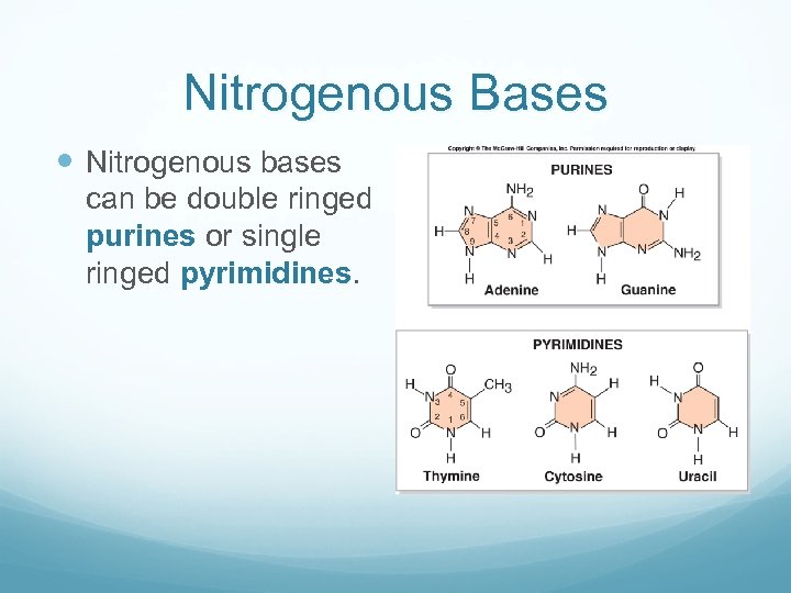 Nitrogenous Bases Nitrogenous bases can be double ringed purines or single ringed pyrimidines. 