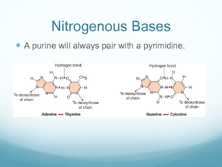 Nitrogenous Bases A purine will always pair with a pyrimidine. 