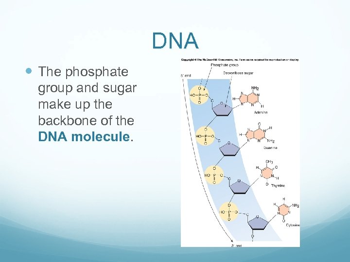 DNA The phosphate group and sugar make up the backbone of the DNA molecule.