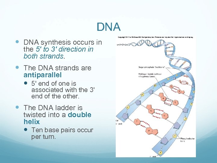 DNA synthesis occurs in the 5' to 3' direction in both strands. The DNA