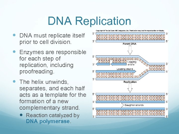 DNA Replication DNA must replicate itself prior to cell division. Enzymes are responsible for