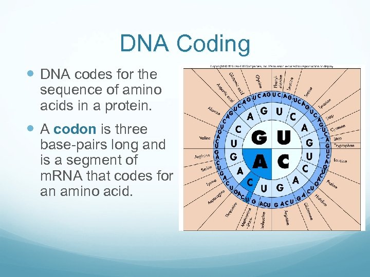 DNA Coding DNA codes for the sequence of amino acids in a protein. A