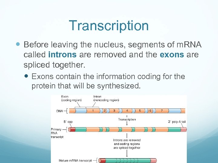 Transcription Before leaving the nucleus, segments of m. RNA called introns are removed and