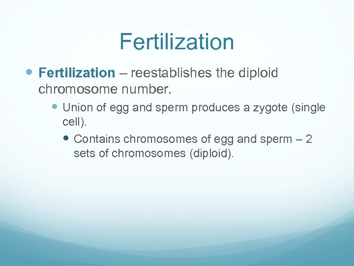 Fertilization – reestablishes the diploid chromosome number. Union of egg and sperm produces a