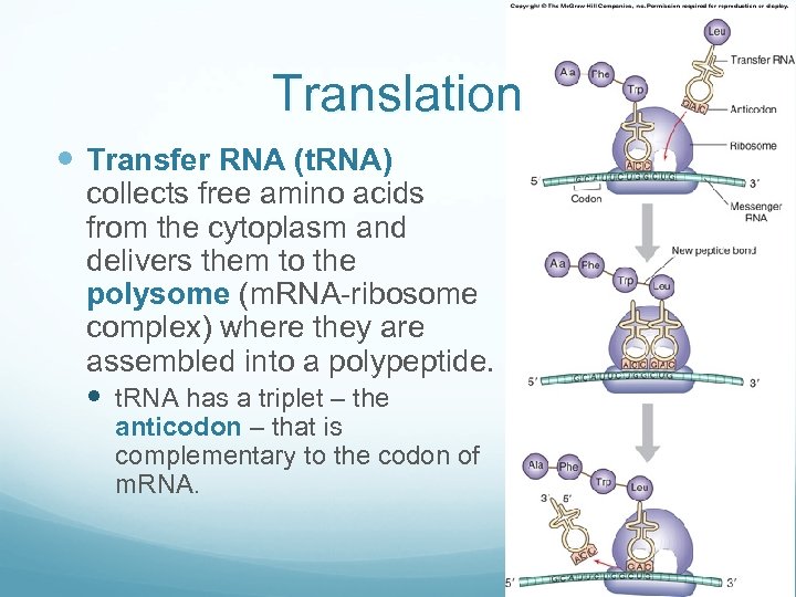 Translation Transfer RNA (t. RNA) collects free amino acids from the cytoplasm and delivers