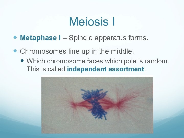 Meiosis I Metaphase I – Spindle apparatus forms. Chromosomes line up in the middle.