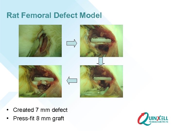 Rat Femoral Defect Model • Created 7 mm defect • Press-fit 8 mm graft
