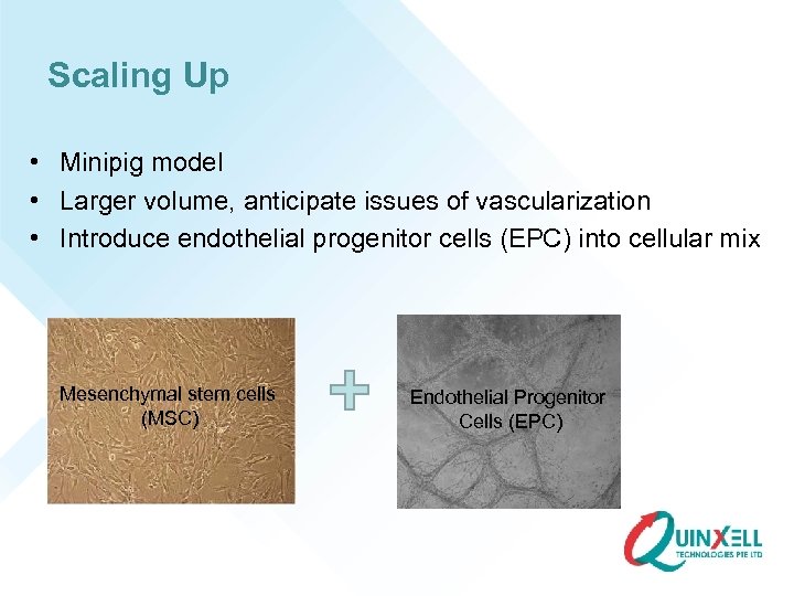 Scaling Up • Minipig model • Larger volume, anticipate issues of vascularization • Introduce