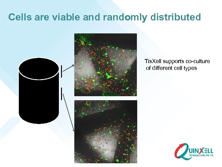 Cells are viable and randomly distributed Tis. Xell supports co-culture of different cell types