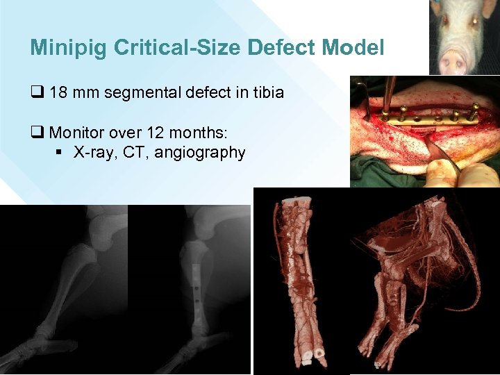 Minipig Critical-Size Defect Model q 18 mm segmental defect in tibia q Monitor over