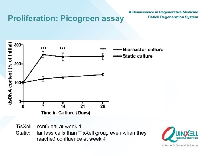 Proliferation: Picogreen assay Tis. Xell: confluent at week 1 Static: far less cells than