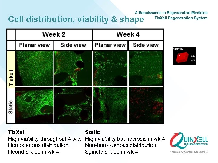 Cell distribution, viability & shape Tis. Xell High viability throughout 4 wks Homogenous distribution
