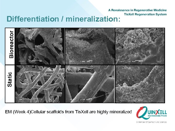 Differentiation / mineralization: EM (Week 4)Cellular scaffolds from Tis. Xell are highly mineralized 