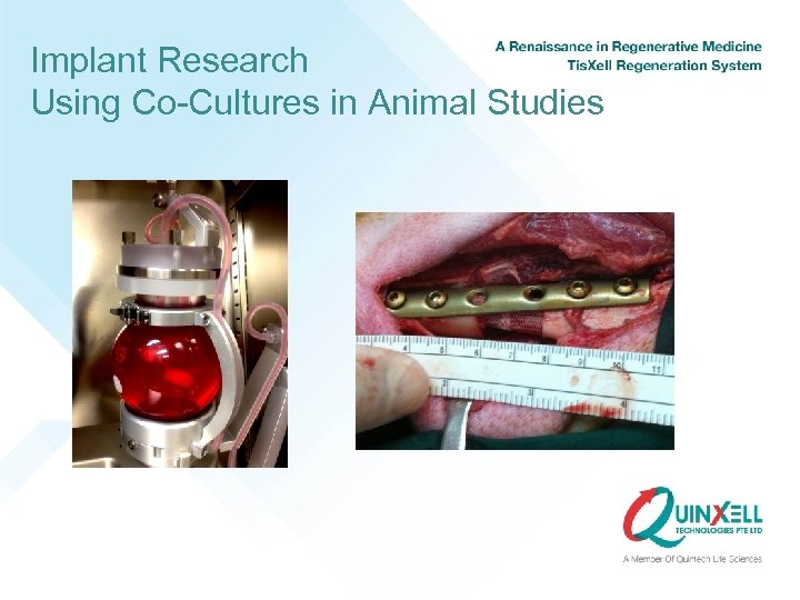 Implant Research Using Co-Cultures in Animal Studies 