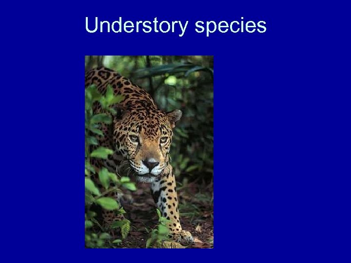 Understory species 
