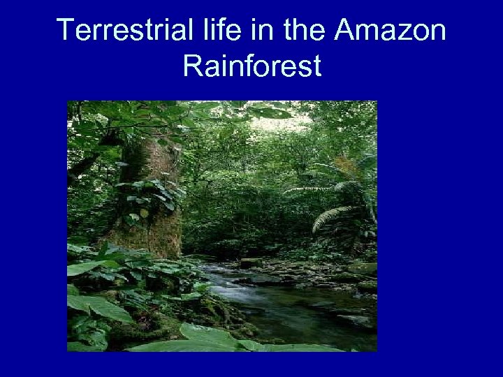 Terrestrial life in the Amazon Rainforest 