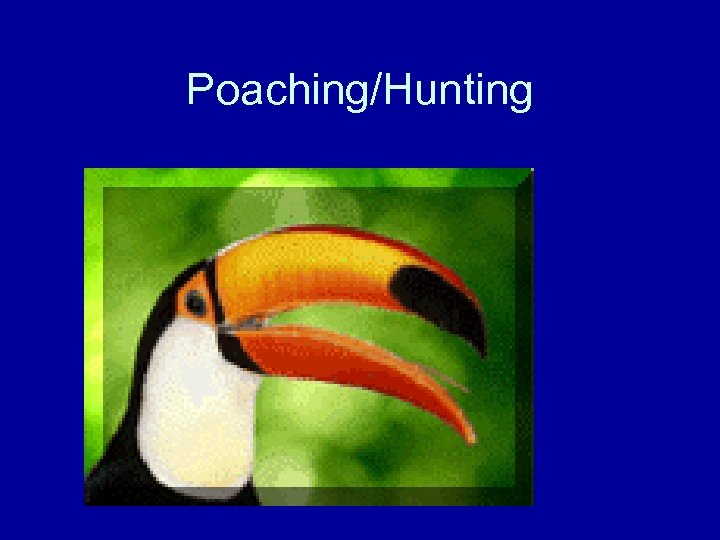Poaching/Hunting 