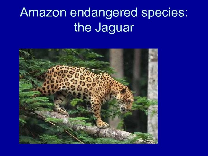 Amazon endangered species: the Jaguar 