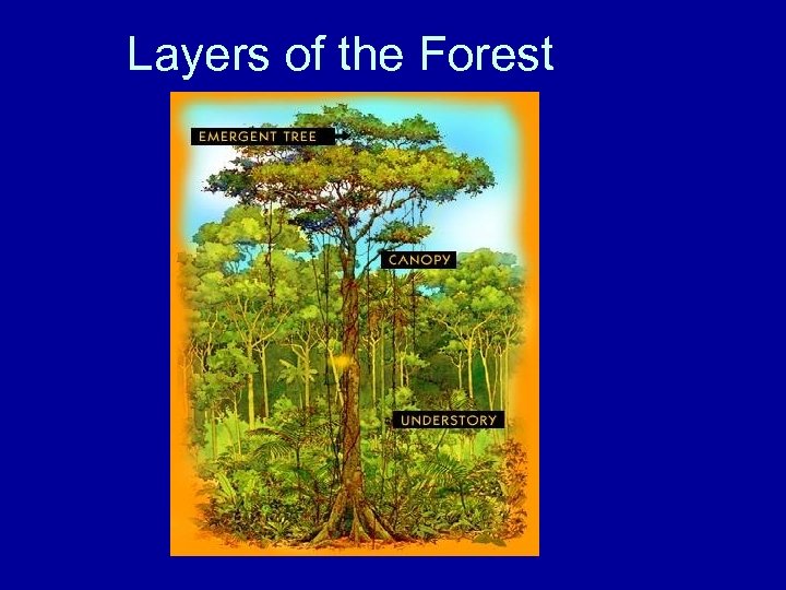 Layers of the Forest 