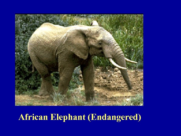 African Elephant (Endangered) 
