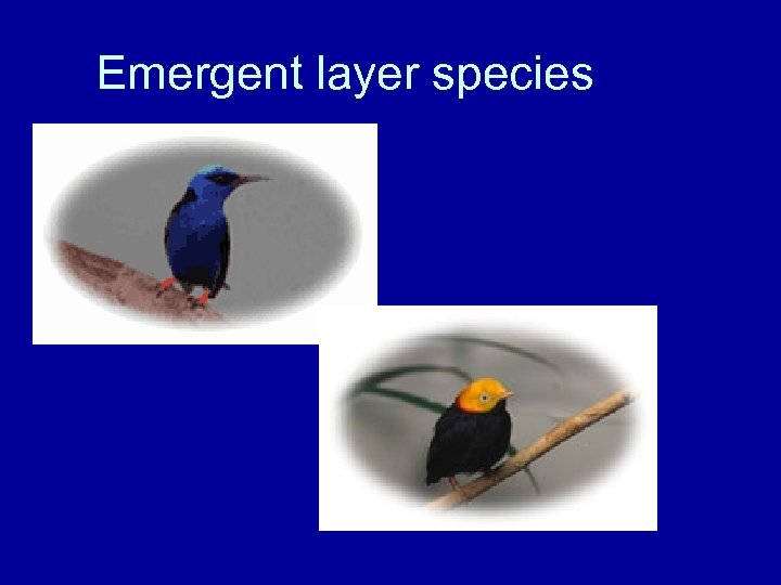 Emergent layer species 