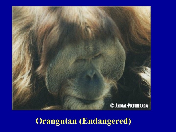 Orangutan (Endangered) 