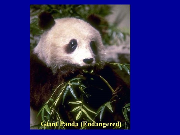 Giant Panda (Endangered) 